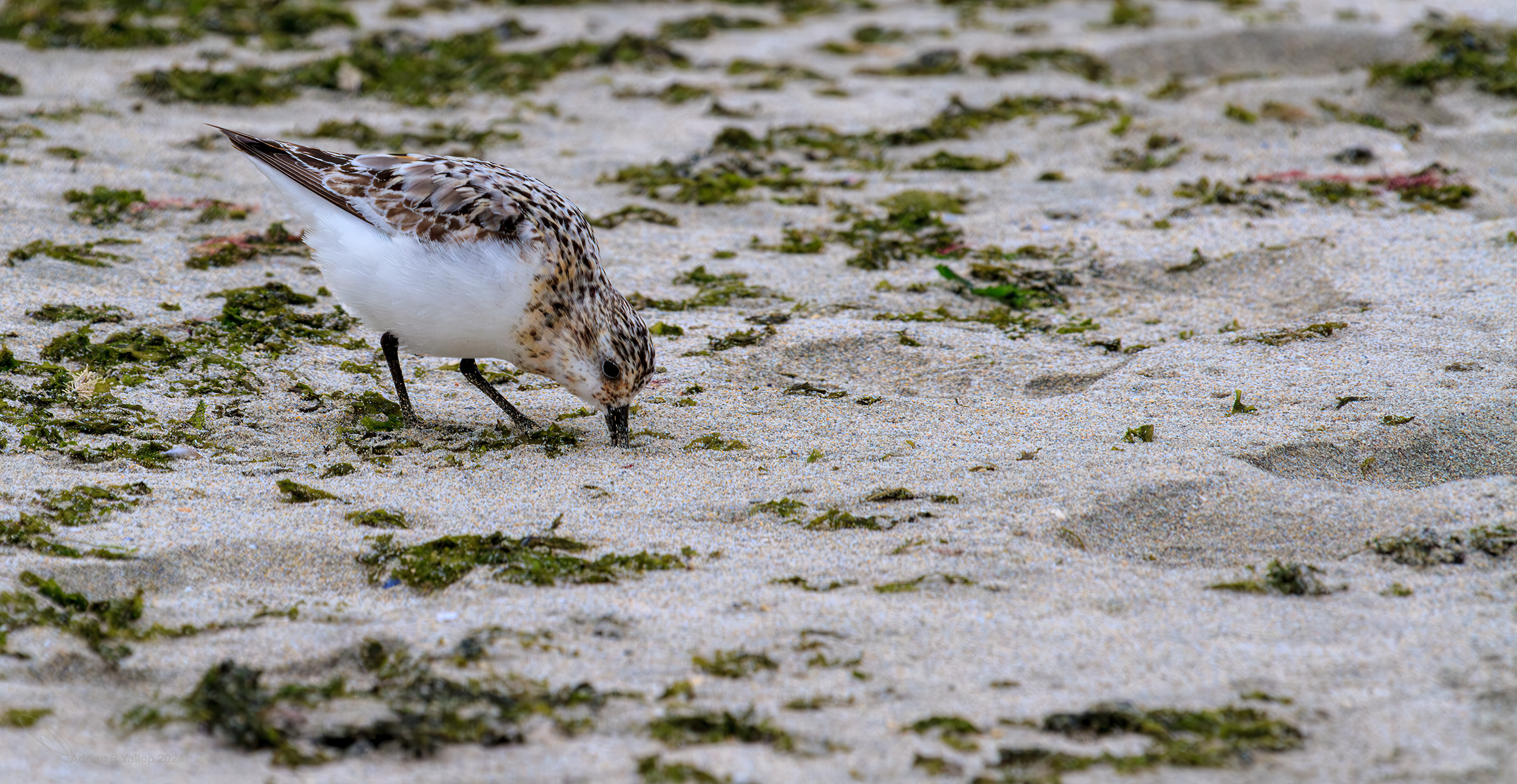  Sanderling Shetland